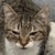 photo animal