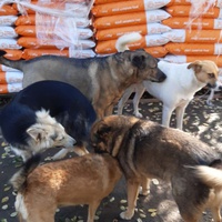 photo de livraison pour Elena Camelia Teofil