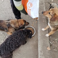 photo de livraison pour Asociația Hăpluț și prietenii