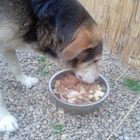 photo de livraison pour SOS Animaux, un Toit pour la Vie