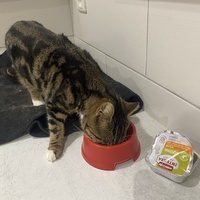 photo de livraison pour SADF (Sauvetage des animaux domestiques de France)