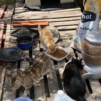photo de livraison pour Les chats Port-Saint-Louisiens
