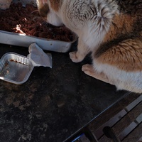 photo de livraison pour Chats Grains d'Amour