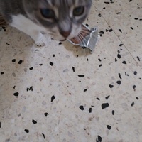 photo de livraison pour Chats Grains d'Amour