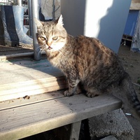 photo de livraison pour Chats Libres de Béziers