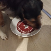 photo de livraison pour Chat Ami pour la Vie