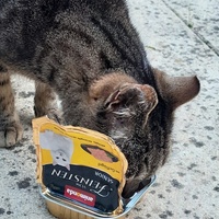 photo de livraison pour Les Chats'nonymes