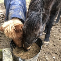 photo de livraison pour Les Chevaux d'Elo
