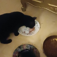 photo de livraison pour Protect Cat