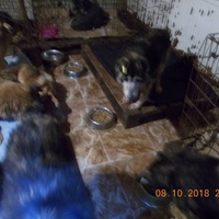 photo de livraison pour Pro Animals Finland ry