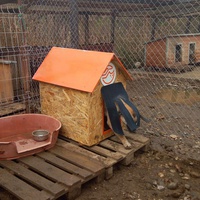 photo de livraison pour Refuge pour chiens de Baia Mare