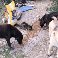 photo de livraison pour Sanctuaire de la Faune de Tanger (SFT)