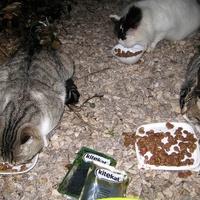 photo de livraison pour Les Chats Pitres de Saint-Paul