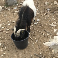 photo de livraison pour La Ferme des Zanimobiles