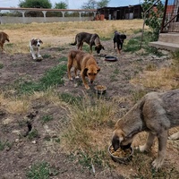 photo de livraison pour Serbian Society for the Protection of Animals - SSPA