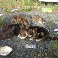 photo de livraison pour Bien vivre avec les Chats Sallélois