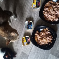 photo de livraison pour Les Pattounes de l'Espoir