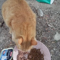 photo de livraison pour Les Chats-Pitresdelavi-Ste