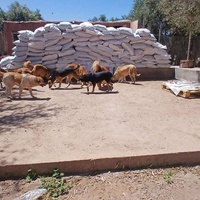 photo de livraison pour Help Adopt Moroccan Animals