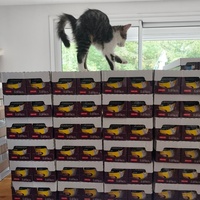 photo de livraison pour Collectif Sauvetage Chatons