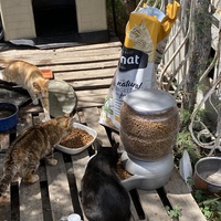 photo de livraison pour Les chats Port-Saint-Louisiens