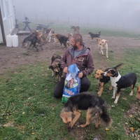 photo de livraison pour Silver Dog Srebrenica