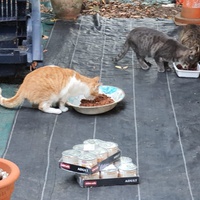 photo de livraison pour Chats libres niçois