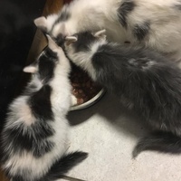 photo de livraison pour Adopt un Poilu