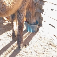photo de livraison pour Equi-Libre : Droit à la Retraite Equine