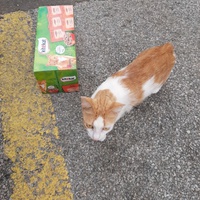 photo de livraison pour Bien vivre avec les Chats Sallélois