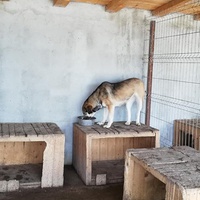photo de livraison pour Sammelstelle für Tiere in Not e.V.