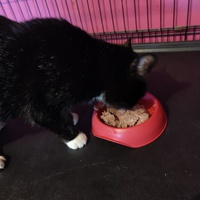 photo de livraison pour Association Les Anges de Gaïa