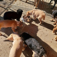 photo de livraison pour Udruženje za zaštitu i zbrinjavanje životinja "Moje šape"