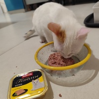 photo de livraison pour Le Gang des Matous