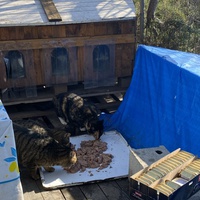 photo de livraison pour Les chats Port-Saint-Louisiens