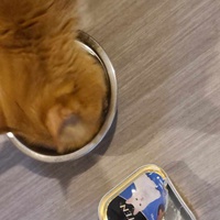 photo de livraison pour Ecole du Chat de Poitiers