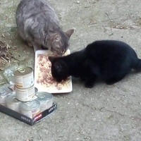 photo de livraison pour Les chats Port-Saint-Louisiens