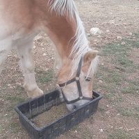photo de livraison pour Equi-Libre : Droit à la Retraite Equine