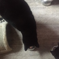 photo de livraison pour Les Chats Libres Condom 32