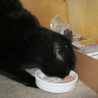 photo de livraison pour Au Bonheur des Chats Libres