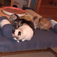 photo de livraison pour Pour l'Amour des Chats