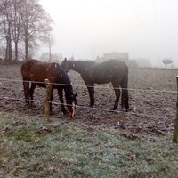photo de livraison pour Refuge cheval Espoir