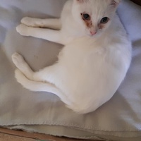 photo de livraison pour Pour l'Amour des Chats