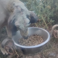 photo de livraison pour Les Oubliés du Chenil 09