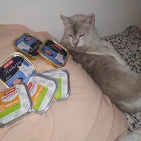 photo de livraison pour Les Pattounes de l'Espoir
