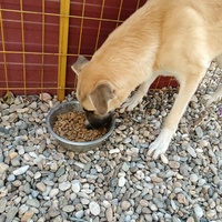 photo de livraison pour Civic Initiative Kane Korzo Skopje