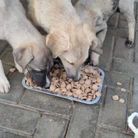 photo de livraison pour Civic Initiative Kane Korzo Skopje