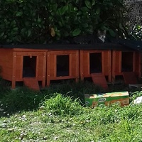 photo de livraison pour Les Psychadelics 