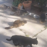photo de livraison pour Le Chat Salonais
