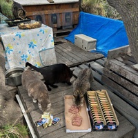 photo de livraison pour Les chats Port-Saint-Louisiens